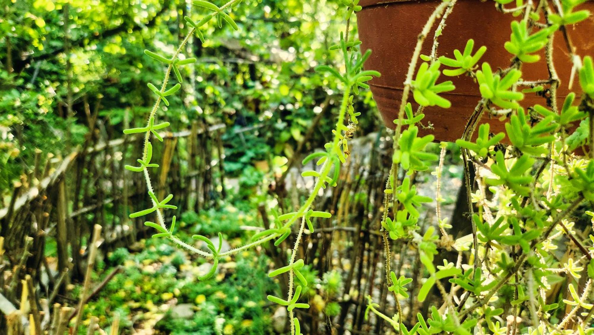 El Jardin, Eco Cabanas Boutique 圣阿方索 外观 照片
